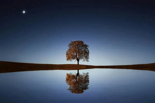 A lone tree at night standing at the edge of a lake. The tree mirrors in the lakes clear water.
